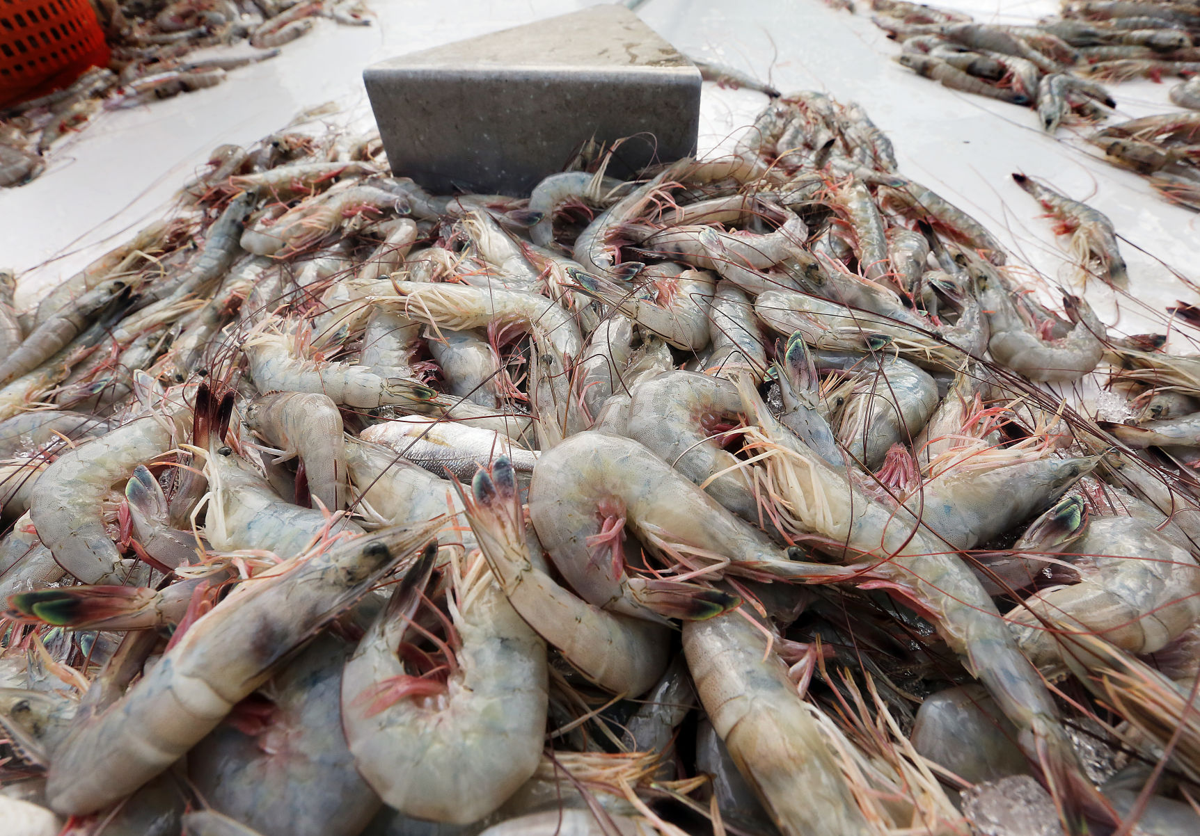 Shrimp